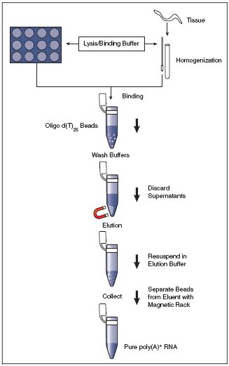 Magnetic mRNA Isolation Kit .